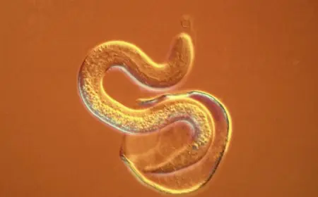 بعد تسجيل إصابة في فلوريدا.. السلطات الأمريكية ترفع درجة التأهب ضد طفيلي "دودة اللولب"