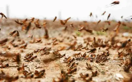 بعد تخطي بعضها العيون وكلميم.. أسراب الجراد تزحف نحو تيزنيت