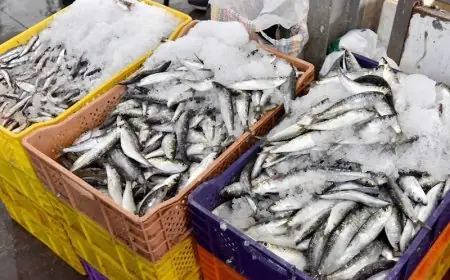 أسعار السردين تواصل الارتفاع بالمغرب وتستقر في 20 درهما للكيلوغرام