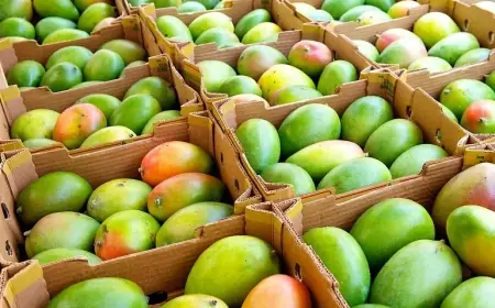 المغرب يتحول إلى وجهة رئيسية لمصدري المانغو المالي بعد رفضه في أوروبا