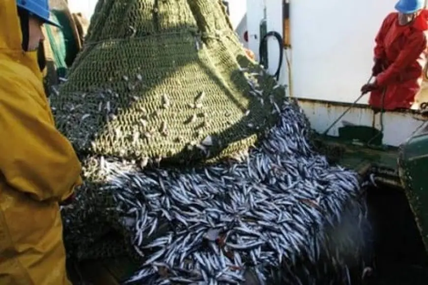 الإعلان عن قرار جديد بتمديد منع صيد السردين في العيون