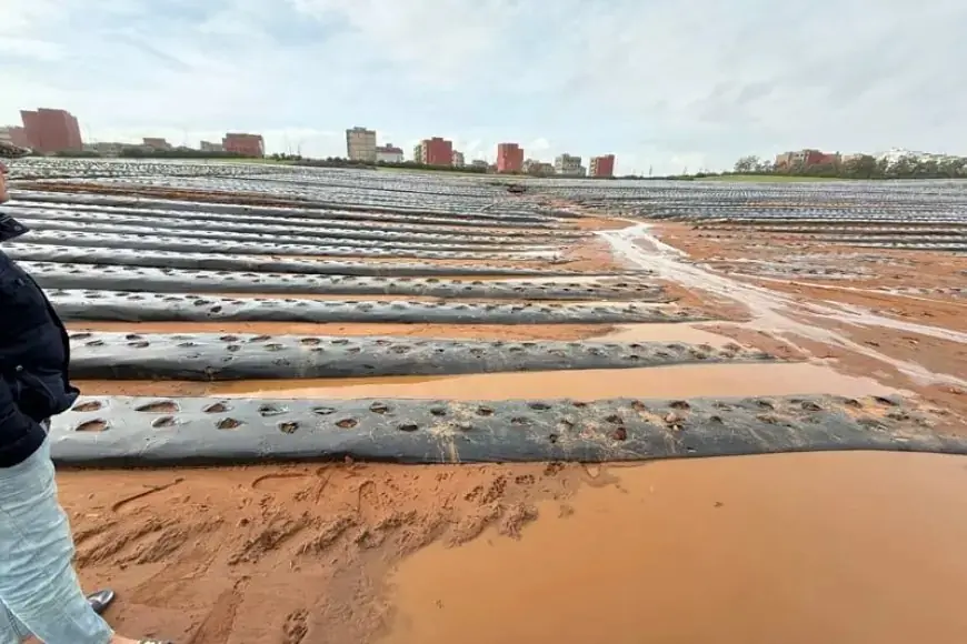 Inondations dans le Gharb et le Loukkos : le gouvernement mobilise un programme de soutien de 300 millions de dirhams pour relancer l’activité agricole