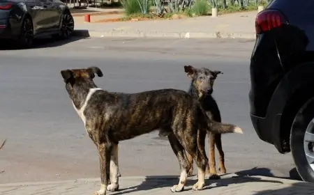عضّة كلب ضال بالمغرب تتسبب في وفاة سائحة بريطانية