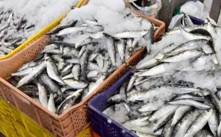 أسعار السردين بالمغرب تقفز إلى 40 درهما للكيلوغرام في أواخر رمضان