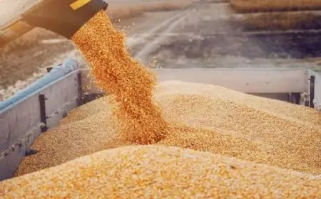 المغرب يتصدر مستوردي القمح الأوروبي ويتجاوز مصر والسعودية