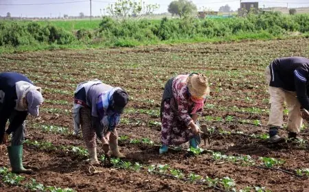 وزيرة الفلاحة بفنلندا تزور المغرب لتعزيز التعاون في الفلاحة والموارد الغابوية