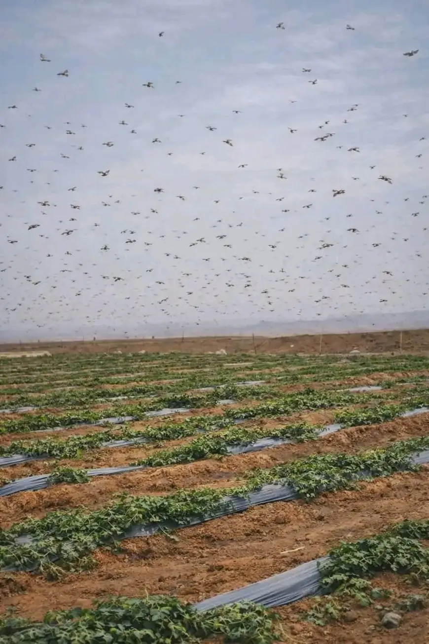 زحف الجراد في اتجاه الواحات والمناطق الزراعية يستنفر سلطات طاطا
