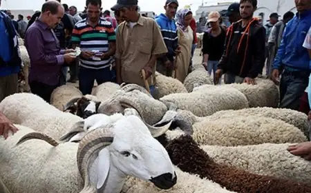 Une offre abondante pour l'Aïd al-Adha 2026, mais des prix toujours sous pression