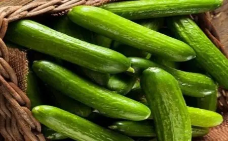 المغرب يستحوذ على 71,71% من واردات إسبانيا من الخيار