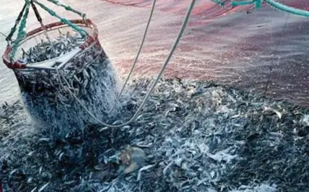 La pêche côtière et artisanale marocaine à 3,11 milliards de dirhams à fin mars 2026 avec des volumes en repli de 34 pour cent