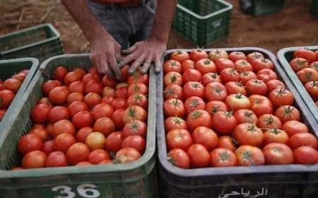 أسعار الطماطم تقفز إلى 17 درهما للكيلوغرام بالمغرب