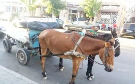 بوسكورة.. السلطات تشن حملة ضد العربات المجرورة بالدواب