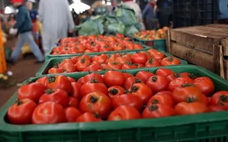 الطماطم تقفز إلى 12 درهماً للكيلوغرام والمواطنون يشتكون الغلاء