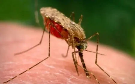 ارتفاع حالات الملاريا يثير القلق بإقليم خاوتنغ في جنوب إفريقيا