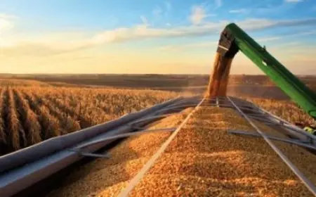 La production céréalière attendue à près de 90 millions de quintaux selon Ahmed El Bouari