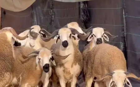 أخنوش يدعو ”الكسابة” إلى وقف ”احتجاز” الأغنام لرفع الأسعار