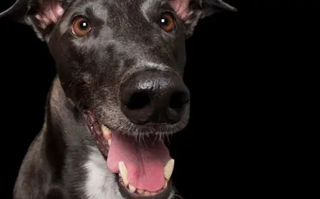 لماذا تتحول الكلاب الأليفة إلى العدوانية فجأة؟