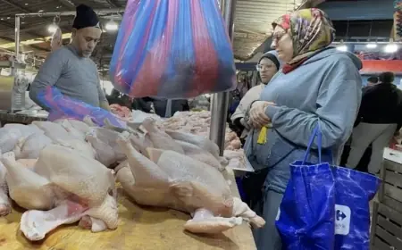 الدواجن والبيض يسيطران على المائدة المغربية.. أرقام قياسية تصل لـ 23,6 كيلوغراماً و191 بيضة في السنة