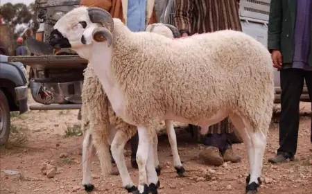 حسابات فلكية جديدة تكشف تاريخ حلول عيد الأضحى