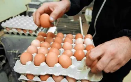 أسعار البيض بالمغرب تنخفض إلى أقل من درهم بالأسواق