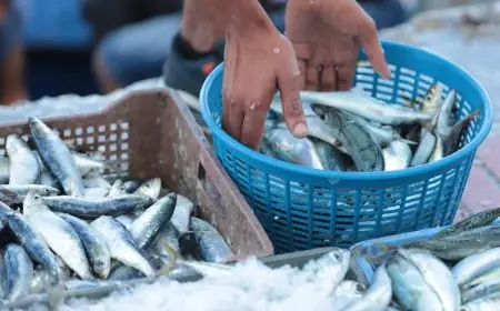 أسعار السردين تواصل الانخفاض بالمغرب