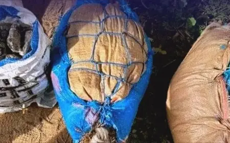 إحباط عملية لترويج المخدرات وحجز طن من “القنب الهندي” بتارودانت