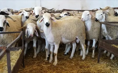 للحد من ارتفاع أسعار الأضاحي.. حماة المستهلك يدعون الحكومة إلى التصدي لممارسات “الشناقة” بالأسواق