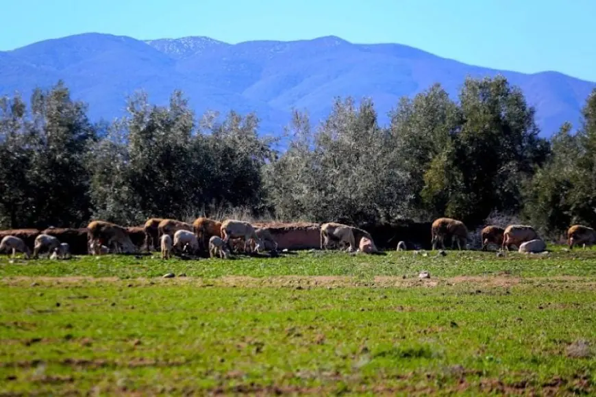 توقعات أحوال الطقس اليوم الجمعة بالمغرب