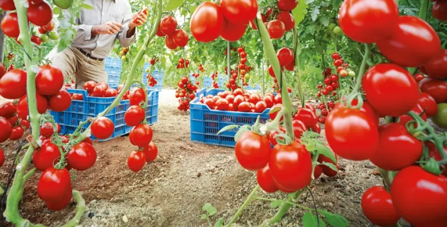 Concurrence sur la tomate cerise : les producteurs français resserrent l’écart de prix avec le Maroc