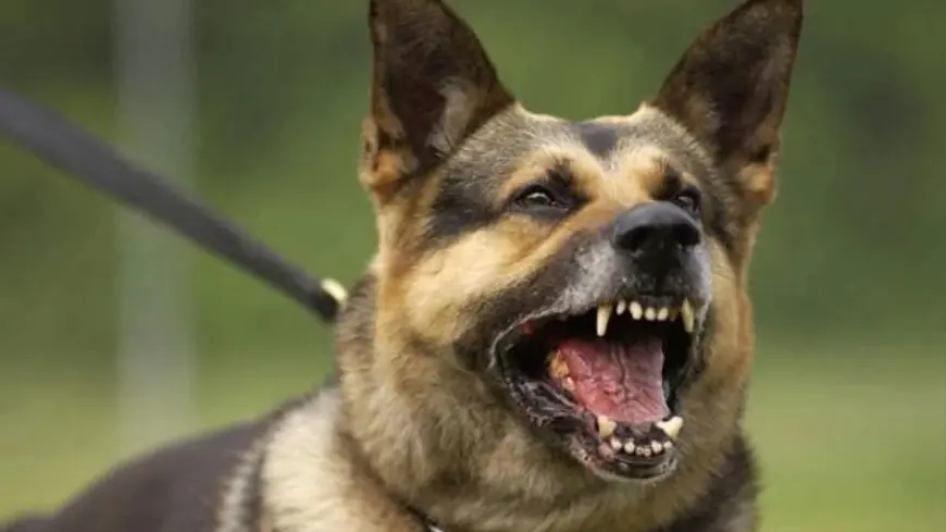 هجوم كلب يصيب طفلة بشاطئ تغازوت