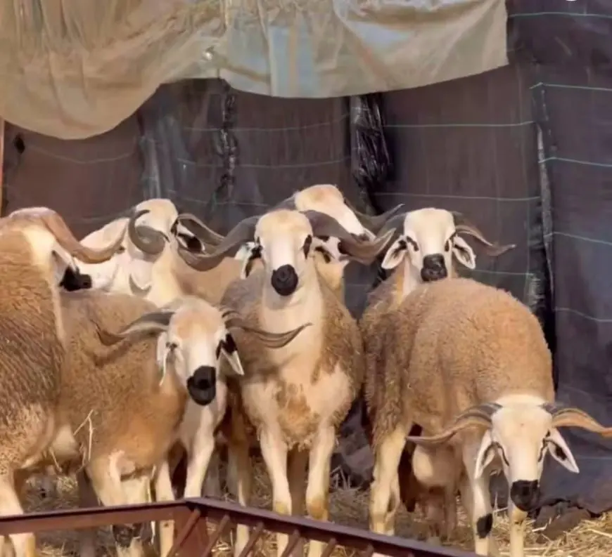 أخنوش يدعو ”الكسابة” إلى وقف ”احتجاز” الأغنام لرفع الأسعار