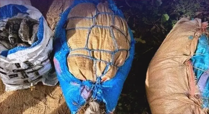 إحباط عملية لترويج المخدرات وحجز طن من “القنب الهندي” بتارودانت