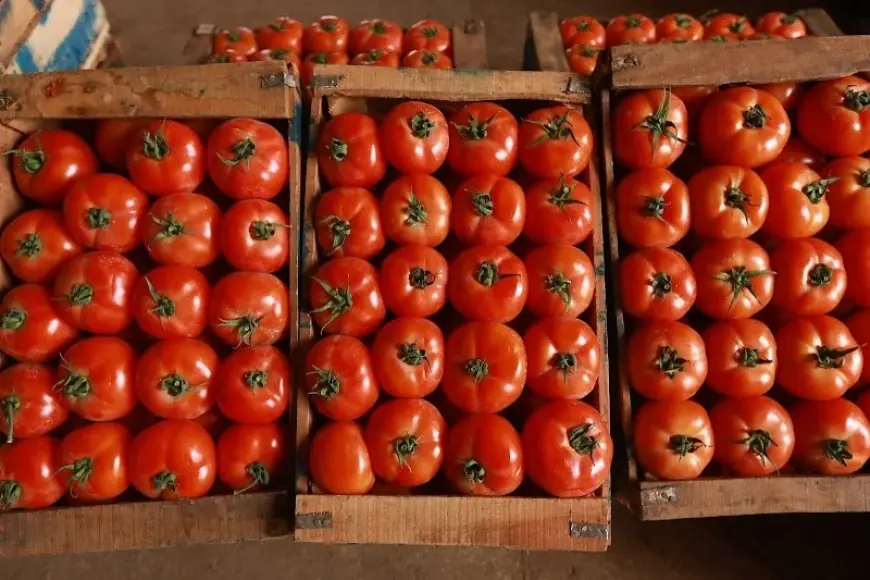 تصدير الطماطم المغربية إلى أوروبا يفاقم أزمة الغلاء وطنياً
