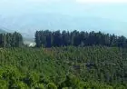 Coopération Maroc-France : vers une gestion durable des forêts