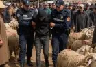 توقيف مشتبه فيه بـسرقة زبناء وكسابة بسوق الماشية بطنجة