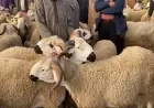 رسميا .. الأربعاء 27 ماي أول أيام عيد الأضحى بالمغرب