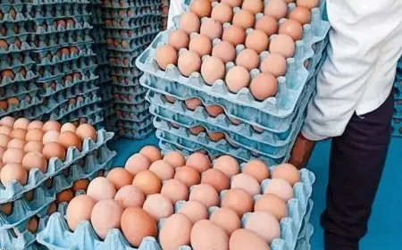 أسعار البيض تواصل منحاها التنازلي وتستقر في 50 سنتيماً للوحدة