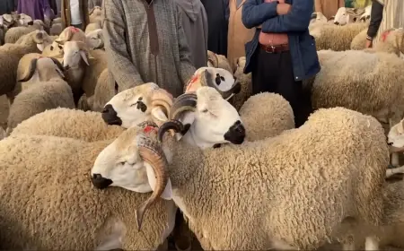 رسميا .. الأربعاء 27 ماي أول أيام عيد الأضحى بالمغرب