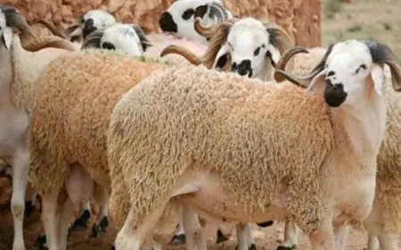 بعد جدل الأسعار.. وزير الفلاحة يخرج بتوضيح جديد ويؤكد أن أثمنة الأضاحي تبدأ من 2000 درهم