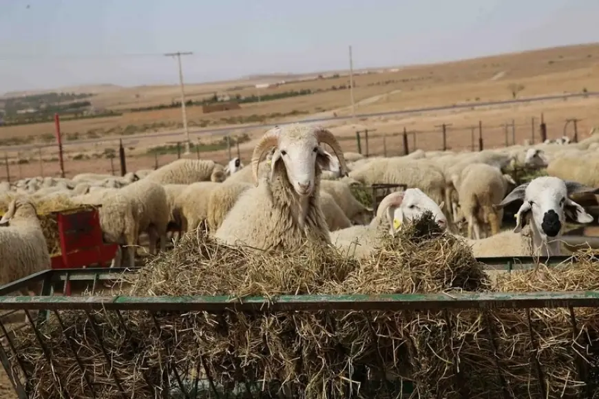 بسبب استمرار غلاء الأسعار.. ضعف إقبال المواطنين على الأضاحي يربك الكسابة بالمغرب. المصدر 