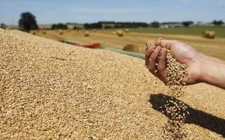 إنتاج الحبوب بالمغرب يقترب من 90 مليون قنطار خلال الموسم الفلاحي الحالي
