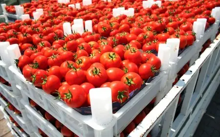 Tomate et Brexit : Le Maroc triple ses exportations vers le Royaume-Uni en 9 ans et profite du repli de l’Espagne