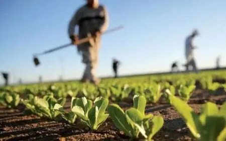 Agriculture : Le gouvernement marocain affiche un PIB de 170 Mds DH malgré la sécheresse
