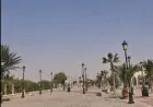الفاو: استمرار انتشار الجراد الصحراوي بالمغرب رغم معالجة أزيد من 87 ألف هكتار