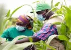 OCP : 256 projets et 95 731 bénéficiaires en 2025 pour un développement durable au Maroc et en Afrique