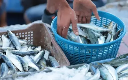 أسعار السردين تعود للارتفاع بالمغرب وتصل إلى 20 درهما للكيلوغرام