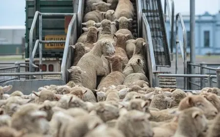 تأجيلات وخلافات بين فرق الأغلبية والمعارضة بالبرلمان تُجهض إحداث لجنة التحقيق في ملف ”فراقشية” استيراد الأغنام