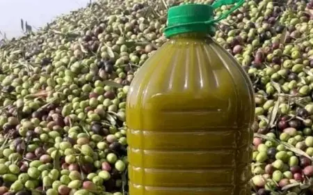زيت الزيتون المغربي يعزز حضوره في السوق الأمريكية بصادرات قياسية خلال النصف الأول من 2026