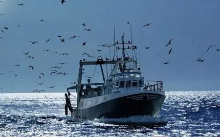 Tarfaya : les débarquements de la pêche en hausse de 23% en volume au S1 2026
