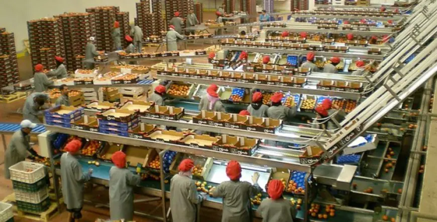 Industries agroalimentaires au Maroc : les exportations atteignent 86,2 milliards de dirhams en 2025